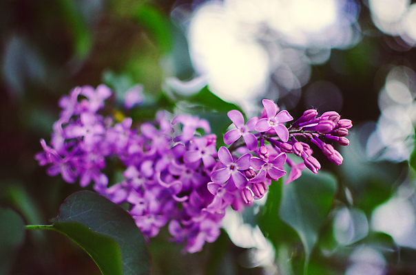 포토 JPG 해외이미지 나무 식물 계절 공원 꽃잎 꽃 분홍색 백그라운드 잎 꽃무늬 자연 사람없음 야외 장식 초록색 정원 보라색 봄 활발 벚꽃 흰색 나뭇가지 개화 다발 제비꽃 관목 묘사 원예 라일락 내추럴 해외202004 해외포토 공공시설 컬러 컨셉 무늬 취미 생태계 파일형식 이미지허브