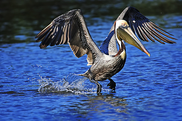 포토 JPG 해외이미지 동물 야생동물 조류 아메리카 사람없음 물 갈색 작음 펠리컨 해외202004 해외포토 자연요소 컬러 크기 대륙 파일형식 이미지허브