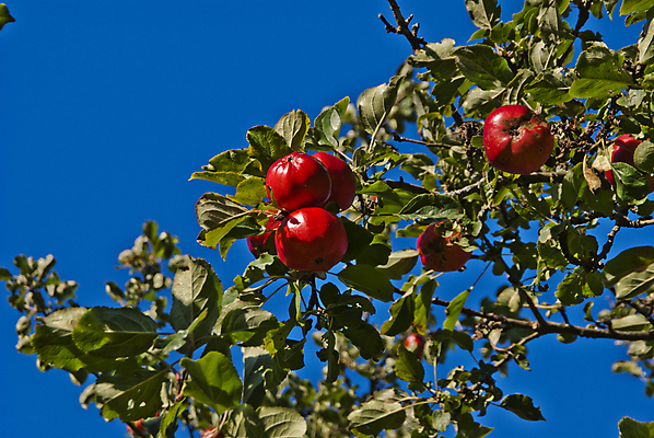 포토 JPG 해외이미지 나무 식물 계절 유럽 음식 백그라운드 잎 농업 다이어트 과일 일러스트 자연 건강 노르웨이 사람없음 야외 빨간색 초록색 여름 환경 정원 수확 성장 가을 신선 달콤 사과 과수원 심볼 유기농 원예 내추럴 생태학 숙성 스칸디나비아 채식주의자 해외202004 해외포토 웰빙 교육 나라 산업 컬러 취미 맛 생태계 채식 파일형식 이미지허브