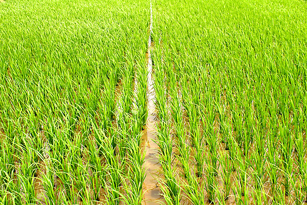 포토 JPG 해외이미지 식물 아시아 문화 음식 여행 백그라운드 농업 태국 자연 하늘 밥 산 동양인 풍경 사람없음 초록색 파란색 농장 계곡 중국 수확 시골 낟알 베트남 논밭 밭일 해외202004 해외포토 나라 산업 컬러 밭 논 인종 동남아시아 생태계 파일형식 이미지허브