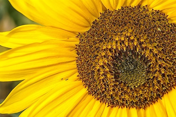 포토 JPG 해외이미지 식물 꽃 백그라운드 자연 해바라기 근접촬영 사람없음 여름 노란색 해외202004 해외포토 계절 뷰포인트 컬러 생태계 파일형식 이미지허브