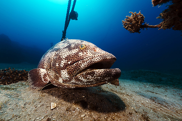 포토 JPG 해외이미지 식물 모래 바다 자연 어류 풍경 사람없음 햇빛 태양 바닷속 산호 암초 해외202004 해외포토 자연요소 수중 수중동물 자포동물 생태계 파일형식 이미지허브