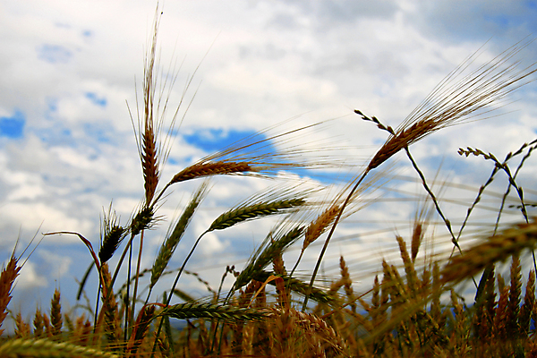 포토 JPG 해외이미지 식물 계절 음식 빵 밭 농업 자연 하늘 건조 건강 씨앗 풍경 사람없음 야외 파란색 농작물 농장 농경지 노란색 맑음 수확 성장 가을 시골 황금 닫기 낟알 시리얼 밀 유기농 밀짚 밭일 숙성 호밀 세련 해외202004 해외포토 웰빙 산업 컬러 모션 날씨 곡류 짚 생태계 파일형식 이미지허브