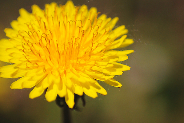 포토 JPG 해외이미지 식물 꽃잎 꽃 백그라운드 꽃무늬 자연 건강 사람없음 야외 초록색 태양 약 노란색 들꽃 벚꽃 닫기 민들레 내추럴 해외202004 해외포토 자연요소 컬러 무늬 의학 모션 생태계 파일형식 이미지허브