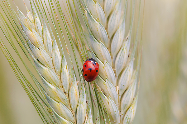 포토 JPG 해외이미지 계절 야생동물 백그라운드 밭 자연 옥수수 씨앗 사람없음 빨간색 초록색 여름 환경 행운 벌레 시리얼 밀 딱정벌레 생물학 무당벌레 해외202004 해외포토 식물 동물 교육 음식 컬러 곤충 컨셉 농업 곡류 생태계 파일형식 이미지허브