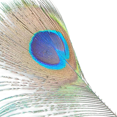 포토 JPG 해외이미지 동물 디자인 야생동물 백그라운드 패턴 자연 조류 추상 사람없음 초록색 파란색 컬러풀 흰색 우아함 공작 깃털 질감 꼬리 솜털 고립 이국적 해외202004 해외포토 컬러 컨셉 무늬 생태계 파일형식 이미지허브