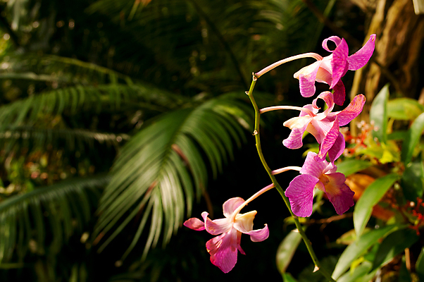 포토 JPG 해외이미지 나무 식물 꽃 백그라운드 잎 자연 풍경 사람없음 야외 초록색 환경 정원 습기 성장 난초 황무지 숲 열대우림 내추럴 생태학 양치류 이국적 해외202004 해외포토 교육 컬러 생태계 파일형식 이미지허브