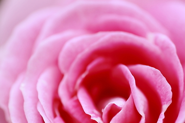 포토 JPG 해외이미지 식물 꽃 분홍색 백그라운드 잎 꽃무늬 자연 사람없음 야외 빨간색 초록색 여름 빛 장미 정원 벚꽃 신선 개화 소프트포커스 원예 꽃가루 내추럴 해외202004 해외포토 계절 컬러 무늬 촬영기법 취미 가루 생태계 파일형식 이미지허브