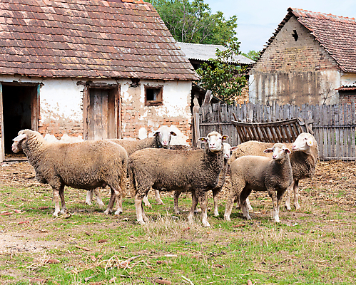 포토 JPG 해외이미지 동물 응시 시선 얼굴 패턴 농업 포유류 자연 털 육류 사람없음 농장 분노 흰색 시골 관찰 양 호주 주식 굽기 손목시계 호기심 부드러움 양고기 바비큐립 양모 관심 대칭 방목장 줄서기 해외202004 해외포토 감정 산업 시계 컬러 컨셉 무늬 식재료 장신구 모션 신체부위 금융 직물 감각 오세아니아 바비큐 구이 생태계 파일형식 이미지허브