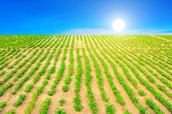 포토 JPG 해외이미지 계절 산업 아시아 지구 음식 백그라운드 잎 밭 농업 채소 자연 콩 건강 풍경 사람없음 야외 초록색 농작물 농장 농경지 중국 흙 견과류 수확 성장 시골 호주 베트남 땅콩 먼지 장면 천국 꼬투리 밭일 줄서기 수평선 해외202004 해외포토 식물 나라 컬러 모션 곡류 동남아시아 오세아니아 생태계 파일형식 이미지허브