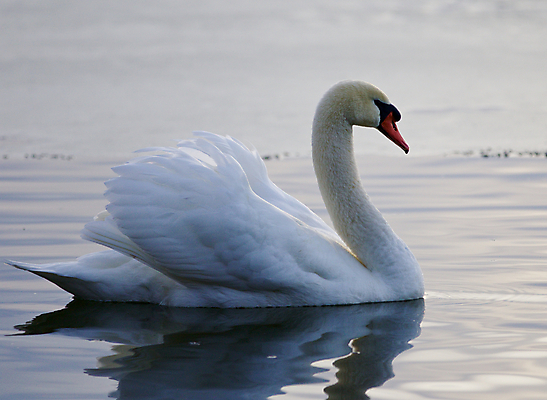 포토 JPG 해외이미지 주간 한마리 호수 사람없음 백조 해외202004 해외포토 자연요소 1 조류 파일형식 이미지허브