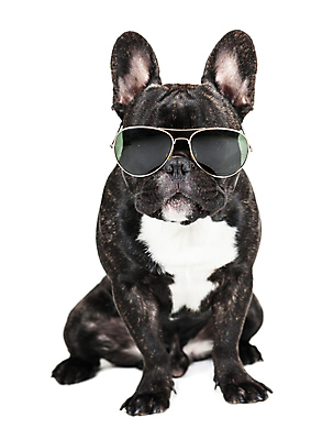 포토 JPG 해외이미지 동물 1 응시 안경 백그라운드 포유류 휴가 앉기 사람없음 반려동물 축제 흰색 주름 개 귀 불독 프랑스어 고립 기르기 해외202004 해외포토 문자 시선 잡화 컬러 모션 신체부위 돌봄 파일형식 이미지허브