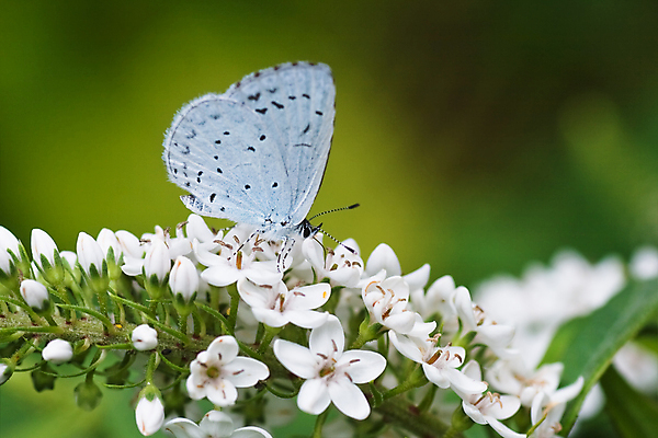 포토 JPG 해외이미지 나무 동물 꽃 야생동물 나비 곤충 밭 자연 사람없음 가로 초록색 파란색 울타리 정원 흰색 언덕 해외202004 해외포토 식물 컬러 농업 담장 생태계 파일형식 이미지허브