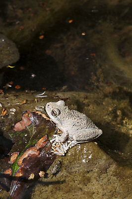 포토 JPG 해외이미지 전신 나무 파충류 자연 생물 개구리 양서류 앉기 사람없음 물 환경 침묵 회색 바위 연못 개울 작음 서식지 해외202004 해외포토 자연요소 식물 동물 컬러 모션 강 소리 돌_바위 크기 생태계 파일형식 이미지허브