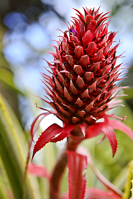 포토 JPG 해외이미지 식물 계절 음식 잎 과일 사람없음 장식 빨간색 한개 농장 신선 달콤 파인애플 유기농 하와이 고립 이국적 해외202004 해외포토 1 웰빙 컬러 농업 미국 맛 열대과일 파일형식 이미지허브