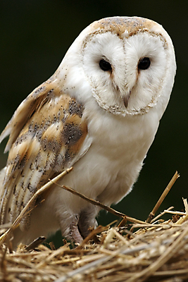 포토 JPG 해외이미지 얼굴 야생동물 자연 조류 사람없음 야간 깃털 부리 육식동물 사냥꾼 동물상 해외202004 해외포토 자연요소 동물 직업 신체부위 조형물 생태계 파일형식 이미지허브