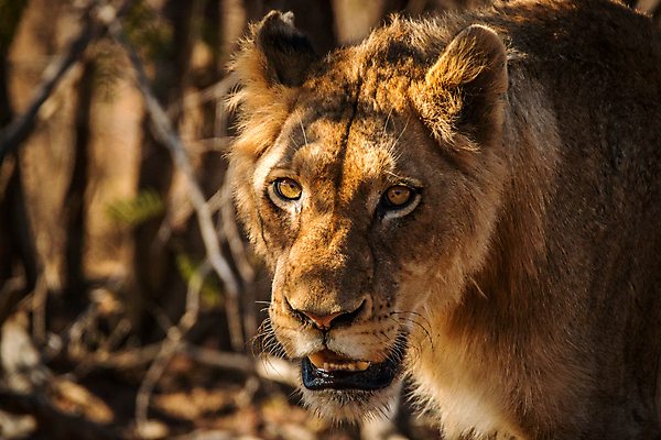 포토 JPG 해외이미지 동물 야생동물 여행 포유류 아프리카 자연 생물 털 동물원 사람없음 환경 고양이 힘 분노 황무지 위험 사자 큼 왕 모피 사파리 리더 육식동물 사냥꾼 멸종 사자자리 표범 내추럴 사바나 웅장함 해외202004 해외포토 직업 감정 나라 컨셉 반려동물 별자리 크기 생태계 파일형식 이미지허브