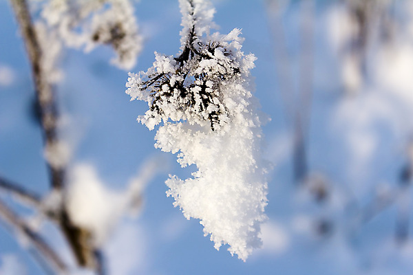 포토 JPG 해외이미지 나무 식기 빵 크리스마스 겨울 다이어트 가족 자연 날씨 주택 건강 풍경 사람없음 야외 컵 주방 침묵 우유 흰색 나뭇가지 시골 칼 고독 숲 먹이 굽기 서리 밀가루 내추럴 배급 정물화 겨울풍경 해외202004 해외포토 식물 계절 기념일 감정 음식 컬러 관계 유제품 건물 소리 가루 구이 그림 생태계 파일형식 이미지허브