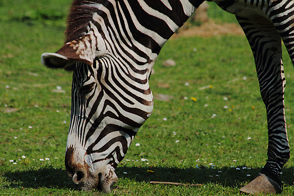 포토 JPG 해외이미지 동물 응시 얼굴 야생동물 선 아프리카 자연 초식동물 동물원 사람없음 옆모습 머리 검은색 줄무늬 흰색 입 황무지 속눈썹 속도 그림 꼬리 귀 얼룩말 갈기 목 주둥이 남쪽 내추럴 동물상 총구 해외202004 해외포토 시선 나라 뷰포인트 컬러 무늬 신체부위 조형물 말_동물 눈썹 방향 생태계 파일형식 이미지허브