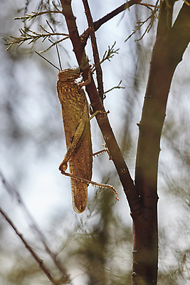 포토 JPG 해외이미지 식물 동물 1 꽃 야생동물 곤충 백그라운드 잎 절지류 자연 생물 안테나 사람없음 야외 초록색 여름 갈색 노란색 머리 정원 점프 흰색 닫기 해충 벌레 작음 묘사 메뚜기 내추럴 고립 귀뚜라미 동물상 해외202004 해외포토 계절 컬러 통신 모션 신체부위 조형물 크기 생태계 파일형식 이미지허브