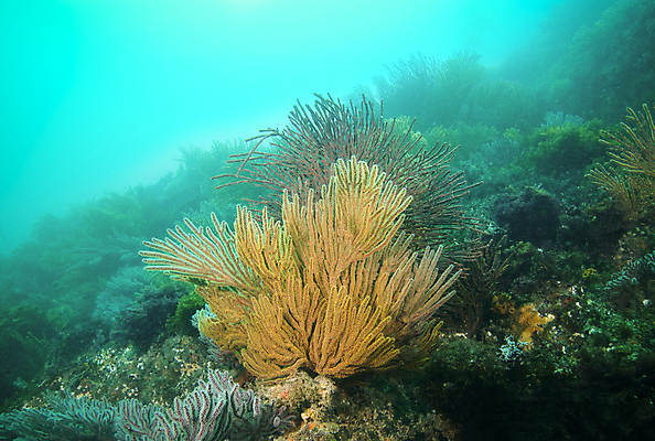 포토 JPG 해외이미지 바다 섬 사람없음 빨간색 물 바닷속 수중 흰색 부채 묘사 질감 캘리포니아 암초 채널 해외202004 해외포토 자연요소 컬러 미국 파일형식 이미지허브