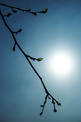 포토 JPG 해외이미지 나무 식물 디자인 계절 공원 꽃잎 꽃 줄기 분홍색 백그라운드 잎 꽃무늬 일러스트 자연 벽지 사람없음 야외 목재 장식 초록색 여름 컬러풀 햇빛 태양 환경 정원 맑음 봄 성장 벚꽃 흰색 나뭇가지 개화 체리 심볼 원예 내추럴 고립 해외202004 해외포토 자연요소 공공시설 컬러 무늬 과일 재료 날씨 취미 생태계 파일형식 이미지허브