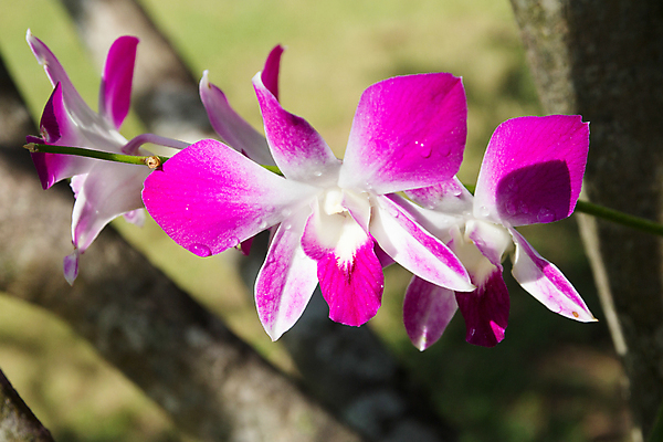 포토 JPG 해외이미지 식물 꽃잎 꽃 꽃다발 농업 자연 사람없음 장식 초록색 빛 정원 성장 벚꽃 가을 흰색 나뭇가지 화려 난초 우아함 묘사 유기농 원예 생물학 조경 내추럴 광합성 해외202004 해외포토 나무 웰빙 계절 교육 산업 컬러 컨셉 취미 생태계 파일형식 이미지허브
