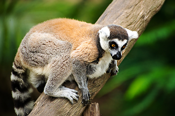 포토 JPG 해외이미지 동물 공원 야생동물 포유류 아프리카 자연 사람없음 정원 검은색 흰색 원숭이 보호 숲 열대우림 땅 꼬리 멸종 여우원숭이 전국 해외202004 해외포토 공공시설 나라 컬러 컨셉 생태계 파일형식 이미지허브