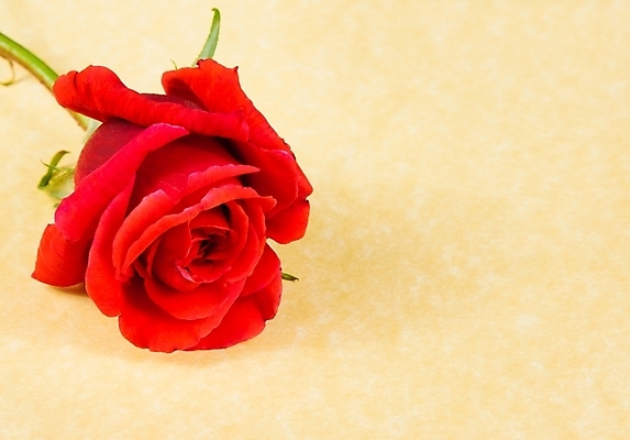 포토 JPG 해외이미지 꽃잎 자연 사랑 사람없음 빨간색 장미 꼬리표 라벨 쪽지 메시지 오브젝트 양피지 카피스페이스 해외202004 해외포토 꽃 감정 컬러 프레임 공백 생태계 파일형식 이미지허브