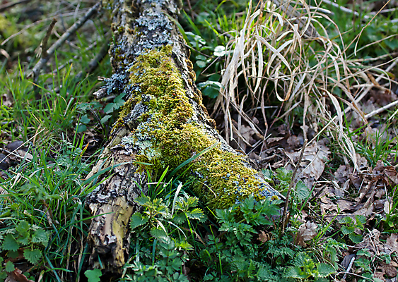 포토 JPG 해외이미지 나무 자연 이끼 사람없음 나뭇가지 시골 삼림지대 생태학 썩음 해외202004 해외포토 식물 교육 숲 생태계 파일형식 이미지허브
