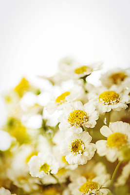 포토 JPG 해외이미지 식물 디자인 계절 꽃잎 꽃 줄기 꽃다발 백그라운드 꽃무늬 밭 자연 하늘 건강 풍경 사람없음 야외 초록색 여름 파란색 햇빛 태양 약 노란색 맑음 봄 벚꽃 흰색 시골 신선 그룹 허브 심볼 묘사 에코 데이지 내추럴 캐모마일 해외202004 해외포토 자연요소 컬러 무늬 농업 의학 날씨 환경 생태계 파일형식 이미지허브