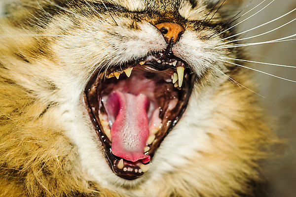 포토 JPG 해외이미지 동물 1 응시 여자 유럽 백그라운드 장난 털 실내 사람없음 초록색 반려동물 검은색 고양이 회색 프랑스 흰색 닫기 달콤 모피 만족 부식 싱글 하품 솜털 노르망디 우수 해외202004 해외포토 시선 감정 나라 컬러 포유류 모션 사람 내부 맛 절기 생리현상 파일형식 이미지허브