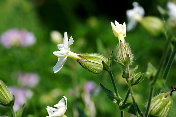 포토 JPG 해외이미지 식물 모델 디자인 드레스 옷 꽃 실루엣 백그라운드 꽃무늬 자연 하늘 사랑 풍경 사람없음 빨간색 초록색 여름 파란색 빛 태양 장미 노란색 파티 정원 보라색 검은색 어둠 벚꽃 흰색 축하 가운 우아함 야간 저녁 싱글 스타일 해외202004 해외포토 자연요소 계절 감정 컬러 컨셉 무늬 촬영기법 이벤트 생태계 파일형식 이미지허브