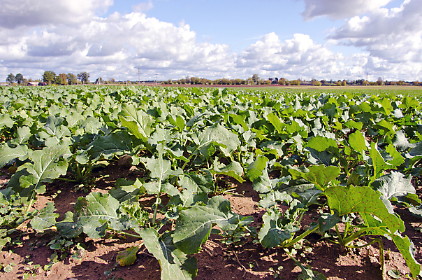 포토 JPG 해외이미지 식물 구름 계절 밭 농업 자연 풍경 사람없음 야외 초록색 여름 파란색 농작물 컬러풀 햇빛 농장 농경지 환경 침묵 성장 가을 시골 땅 유채 카놀라 수평선 해외202004 해외포토 자연요소 꽃 산업 컬러 태양 소리 생태계 파일형식 이미지허브