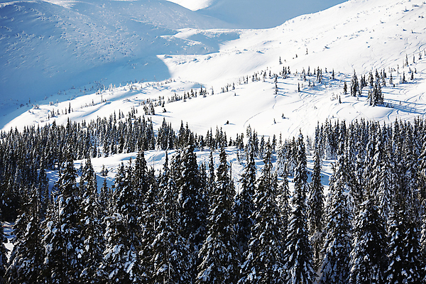 포토 JPG 해외이미지 나무 계절 백그라운드 크리스마스 겨울 자연 하늘 휴가 스키 휴식 산 풍경 사람없음 햇빛 태양 평화 맑음 냉동 침묵 추위 흰색 인사 소나무 숲 서리 장면 내추럴 산악지대 생태학 우크라이나 해외202004 해외포토 자연요소 식물 교육 기념일 유럽 컬러 컨셉 날씨 겨울스포츠 소리 예절 생태계 파일형식 이미지허브
