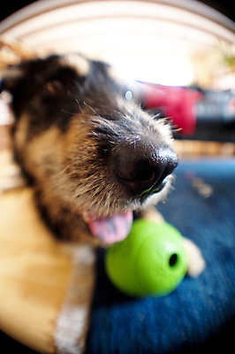 포토 JPG 해외이미지 동물 응시 공 놀이 털 사람없음 반려동물 정원 개 달콤 코 주둥이 건너기 왜곡 충실 해외202004 해외포토 시선 포유류 모션 신체부위 맛 파일형식 이미지허브