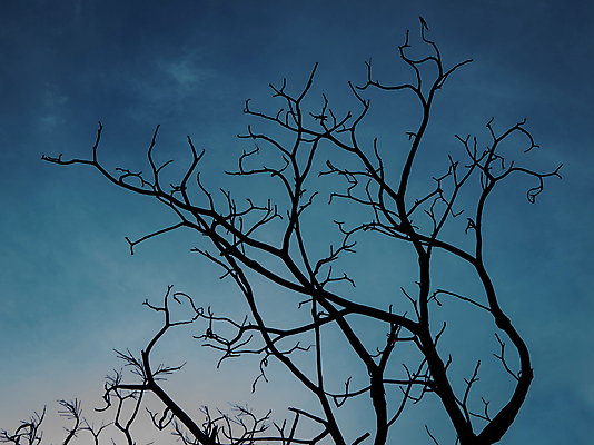 포토 JPG 해외이미지 모양 나무 식물 계절 실루엣 선 백그라운드 컨셉 잎 겨울 패턴 일러스트 자연 하늘 추상 흑백 풍경 사람없음 야외 목재 장식 정원 검은색 어둠 할로윈 슬픔 성장 흰색 나뭇가지 시골 죽음 숲 그림 질감 내추럴 엘리먼트 옛날 카피스페이스 해외202004 해외포토 감정 컬러 무늬 재료 촬영기법 공백 생태계 파일형식 이미지허브