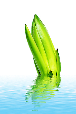 포토 JPG 해외이미지 나무 식물 꽃잎 꽃 문화 길 클리핑패스 음식 꽃무늬 밭 농업 과일 자연 선인장 사람없음 장식 빨간색 초록색 농장 노란색 보라색 검은색 성장 용 신선 우아함 제비꽃 묘사 꽃가루 내추럴 밭일 해외202004 해외포토 산업 컬러 컨셉 무늬 가루 생태계 파일형식 이미지허브