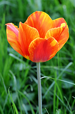 포토 JPG 해외이미지 식물 계절 꽃잎 꽃 줄기 백그라운드 잎 꽃무늬 패턴 밭 오렌지 자연 사람없음 야외 빨간색 초록색 빛 햇빛 노란색 정원 봄 튤립 성장 벚꽃 침대 신선 투명 개화 선택 오브젝트 정중 해외202004 해외포토 컬러 가구 컨셉 무늬 농업 과일 태양 생태계 파일형식 이미지허브