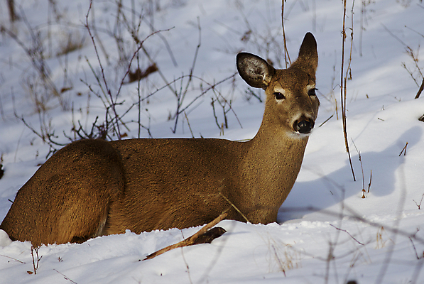 포토 JPG 해외이미지 나무 응시 야생동물 백그라운드 겨울 사슴 털 사람없음 갈색 검은색 놀람 회색 흰색 숲 엽서 귀 흥미 해외202004 해외포토 식물 동물 시선 계절 감정 컬러 컨셉 포유류 표정 신체부위 편지 파일형식 이미지허브