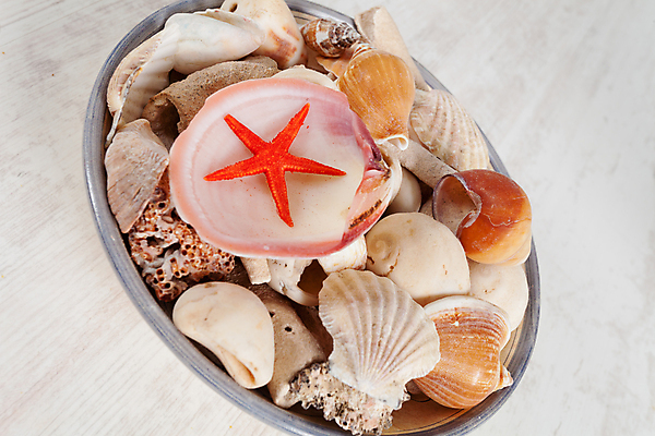 포토 JPG 해외이미지 별 바다 백그라운드 자연 휴가 불가사리 종류 사람없음 장식 여름 껍질 수집 오브젝트 해외202004 해외포토 자연요소 계절 극피동물 생태계 파일형식 이미지허브