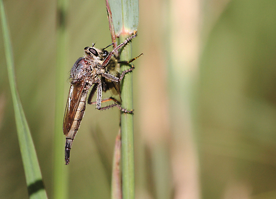 포토 JPG 해외이미지 식물 동물 공원 야생동물 곤충 신체 날개 자연 사람없음 야외 머리 정원 검은색 벌레 숲 모피 묘사 육식동물 동물상 해외202004 해외포토 공공시설 컬러 신체부위 조형물 생태계 파일형식 이미지허브