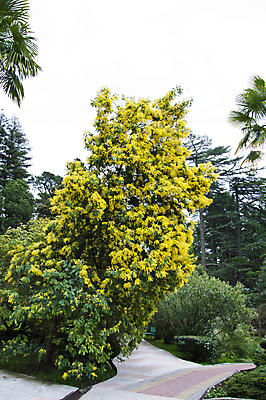 포토 JPG 해외이미지 나무 공원 잎 자연 주택 따뜻함 사람없음 목재 초록색 컬러풀 노란색 맑음 봄 산책 나뭇가지 신선 관목 해외202004 해외포토 식물 계절 공공시설 컬러 재료 날씨 휴식 건물 생태계 파일형식 이미지허브