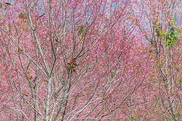 포토 JPG 해외이미지 나무 식물 계절 꽃 아시아 분홍색 여행 백그라운드 꽃무늬 태국 자연 하늘 산 사람없음 컬러풀 봄 벚꽃 나뭇가지 신선 체리 해외202004 해외포토 나라 컬러 무늬 과일 생태계 파일형식 이미지허브