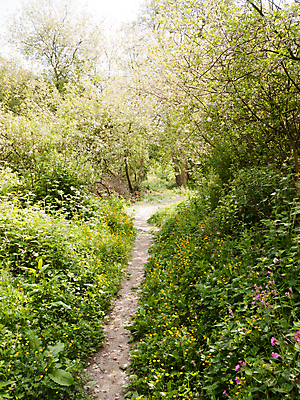 포토 JPG 해외이미지 나무 영어 공원 꽃 길 백그라운드 잎 자국 자연 아침 영국 잉글랜드 풍경 사람없음 목재 초록색 여름 파란색 빛 컬러풀 햇빛 태양 일출 환경 일몰 봄 카펫 들꽃 시골 신선 개화 숲 그림 내추럴 삼림지대 해외202004 해외포토 주간 자연요소 식물 문자 계절 공공시설 유럽 컬러 재료 노을 생태계 파일형식 이미지허브