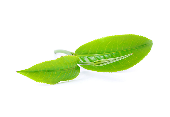 포토 JPG 해외이미지 식물 계절 아시아 음료 백그라운드 잎 밭 농업 자연 아침 새로움 동양인 사람없음 초록색 빛 태양 농장 침묵 활발 성장 시골 신선 닫기 선택 인도인 보케 장면 남쪽 산악지대 영양분 케랄라주 해외202004 해외포토 주간 자연요소 외국인 나라 산업 컬러 컨셉 모션 산 인종 소리 인도_나라 방향 생태계 파일형식 이미지허브