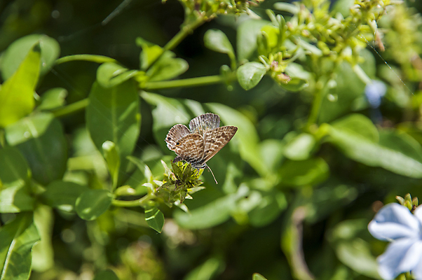 포토 JPG 해외이미지 동물 꽃 야생동물 나비 곤충 꽃무늬 날개 자연 사람없음 초록색 여름 컬러풀 정원 봄 생물학 해외202004 해외포토 식물 계절 교육 컬러 무늬 생태계 파일형식 이미지허브