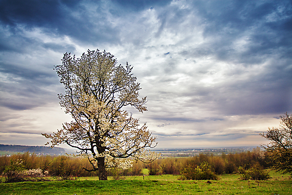 포토 JPG 해외이미지 나무 구름 꽃 밭 자연 아침 산 주택 풍경 사람없음 초록색 농경지 갈색 노란색 마을 일출 계곡 봄 벚꽃 시골 사과 숲 4월 언덕 우크라이나 해외202004 해외포토 주간 자연요소 식물 계절 유럽 컬러 농업 과일 건물 농장 노을 날짜 생태계 파일형식 이미지허브