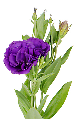 포토 JPG 해외이미지 꽃 줄기 잎 실내 사람없음 꽃봉오리 흰배경 해외202004 해외포토 식물 백그라운드 내부 흰색 파일형식 이미지허브