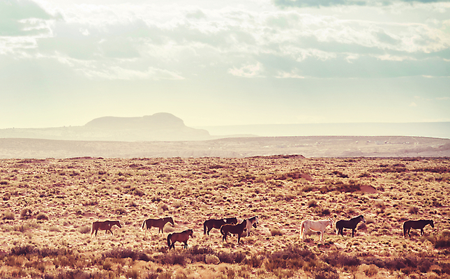 포토 JPG 해외이미지 여행 밭 자연 산 풍경 사람없음 야외 초록색 미국 놀람 우정 가을 황무지 구출 군중 방목 인도인 동료 언덕 장면 추수감사절 내추럴 보호구역 서쪽 해외202004 해외포토 외국인 계절 감정 기독교 컬러 북아메리카 농업 관계 표정 사람 동양인 친구 도움 축산업 방향 생태계 구역 파일형식 이미지허브